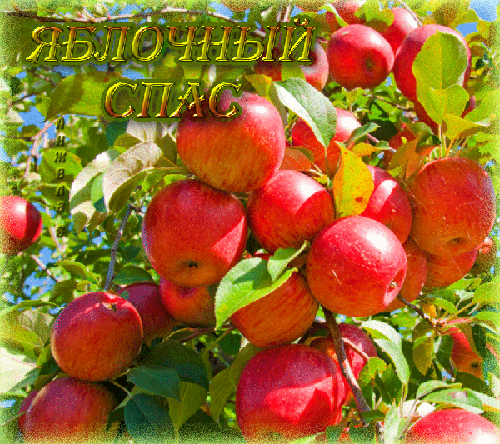 Яблочный Спас праздничная открытка, С Яблочным Спасом