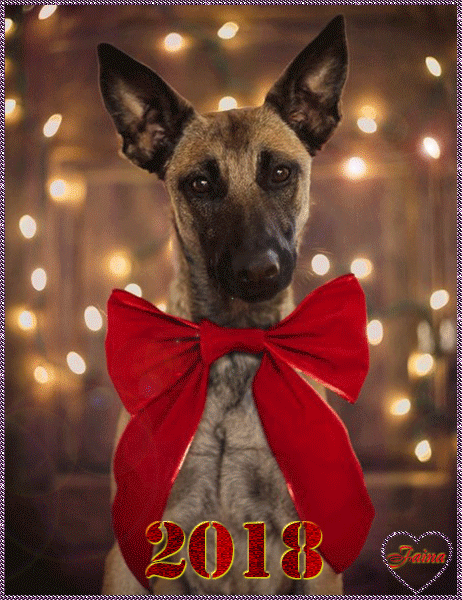 С Новым годом собаки - с Новым Годом 2024, gif, открытки