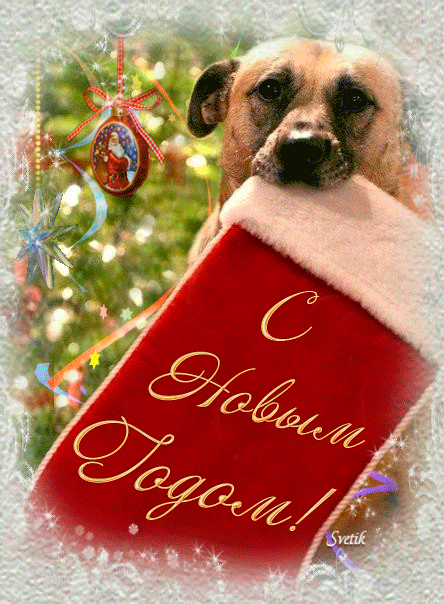 Картинка к новому году с собакой - с Новым Годом 2024, gif, открытки