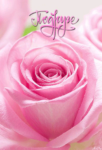 Открытка роза подруге - цветы, gif, открытки