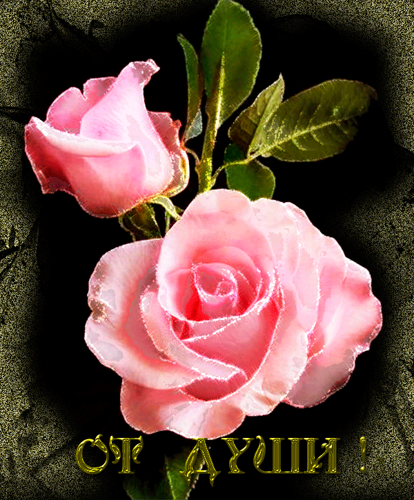 Открытка розы от души - цветы, gif, открытки