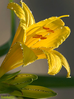 Желтая лилия - цветы, gif, открытки