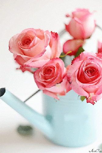 Бутоны роз - цветы, gif, открытки