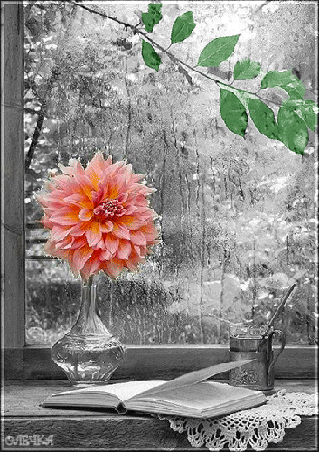 Цветы На Окне Фото