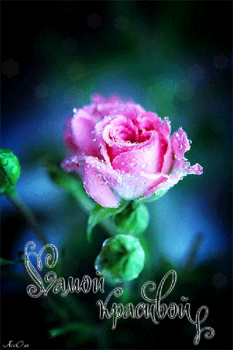 Роза самой красивой - цветы, gif, открытки
