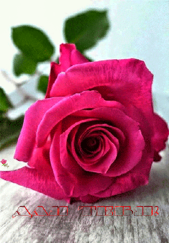 Живая роза для Тебя! - цветы, gif, открытки