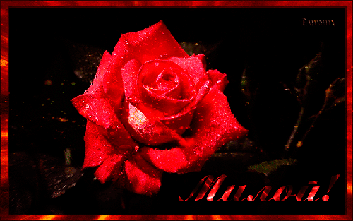 Роза милой - цветы, gif, открытки