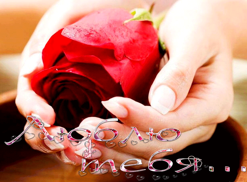 Роза в руках - Люблю Тебя!!! - про любовь, gif, открытки