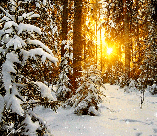 Зимний лес - зима, gif, открытки